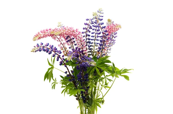 Flores coloridas - Lupine — Fotografia de Stock