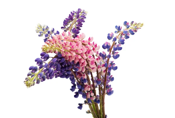 Colorful flowers - Lupine — Stock Photo, Image
