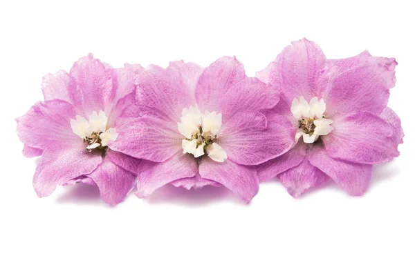 Izole mor delphinium çiçek — Stok fotoğraf