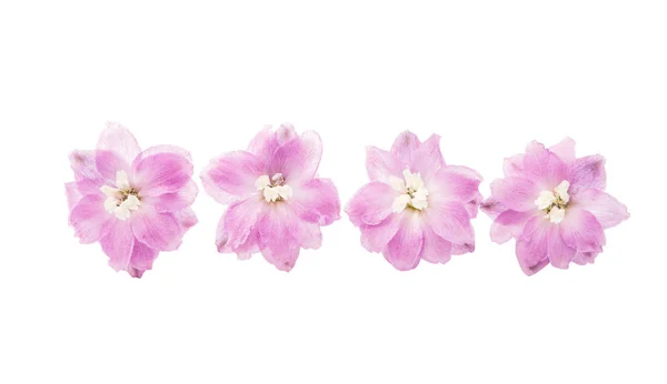 Delphinium fioletowy kwiat na białym tle — Zdjęcie stockowe