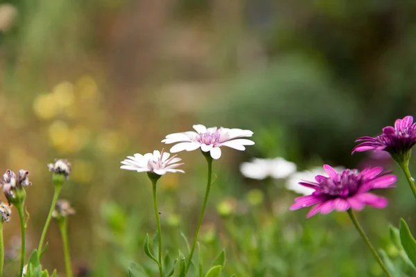 Osteospermum bloem Daisy groeien — Stockfoto