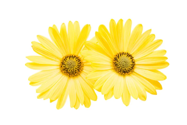 Fiore margherita giallo — Foto Stock