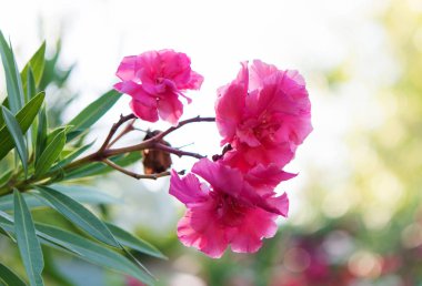   Pembe zakkum yakın çekim