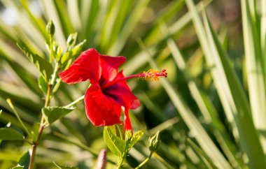 Kırmızı hibiscus yakın çekim