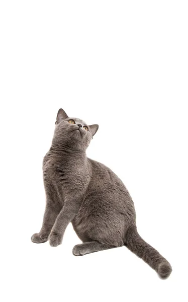 Gato cinzento britânico isolado — Fotografia de Stock