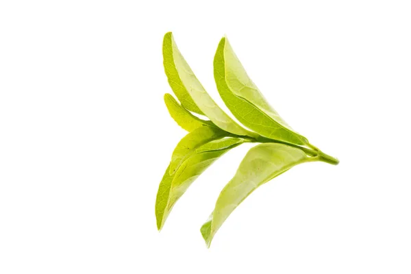 Hojas de té verde — Foto de Stock