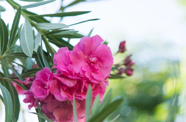Růžovými oleandry detail — Stock fotografie