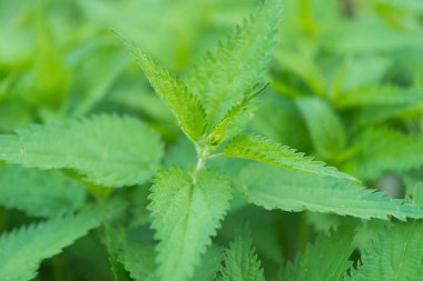 Yeşil ısırgan yakın çekim