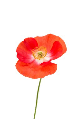 Pembe çiçek haşhaş 