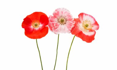 Pembe çiçek haşhaş 