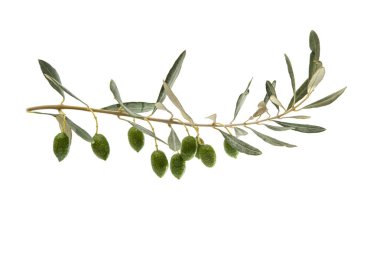 yapraklar yeşil zeytin 