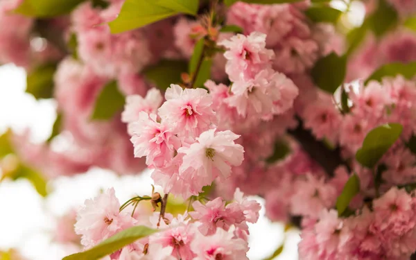 Sakura blommor blommar. — Stockfoto