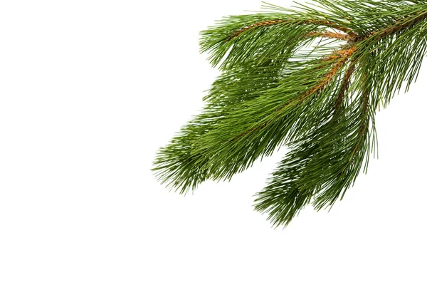 Pine branch tree — Stock Photo, Image