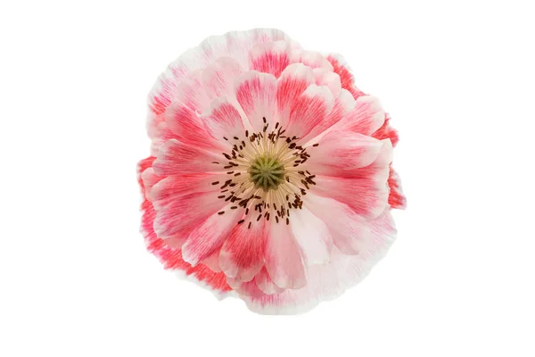 Fleur de pavot rose — Photo