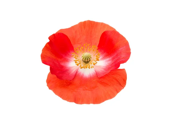 Pink poppy flower — Stock Photo, Image