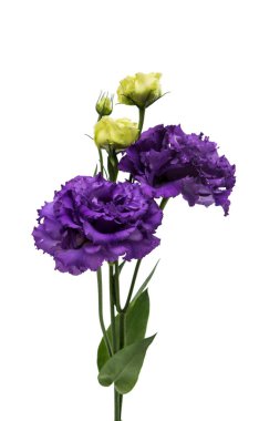 Erken Bahar çuha çiçeği çiçek 