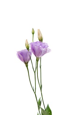 Elegance eustoma çiçek