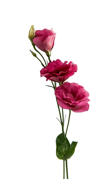 Elegance eustoma virág — Stock Fotó