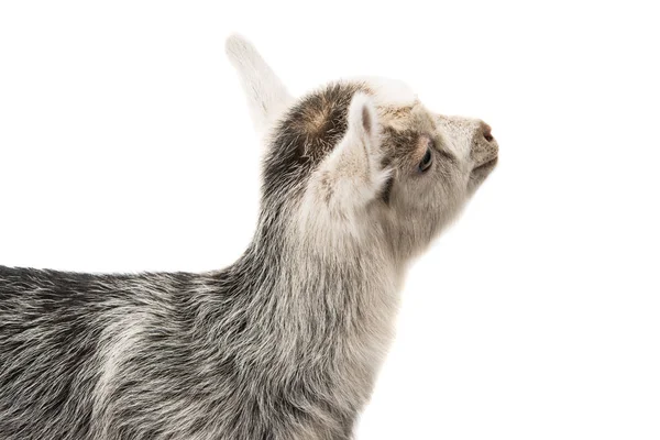 Серая коза изолирована — стоковое фото