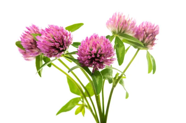 Clover flower nature — Stock Photo, Image