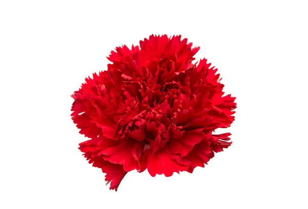 Carnation blomma isolerade — Stockfoto