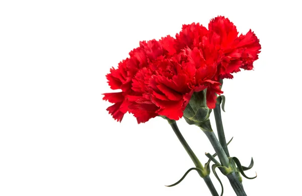 Carnation flower isolated — Stock Photo, Image