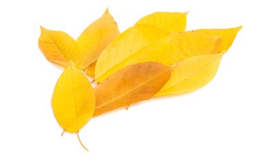 Altın sonbahar yaprakları 