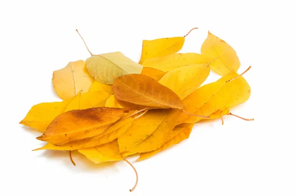Золотые осенние листья — стоковое фото