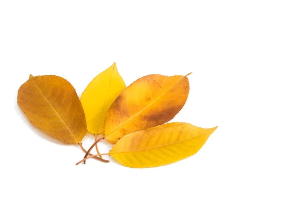 Gouden herfstbladeren — Stockfoto