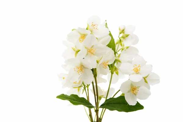 Jasminblüte isoliert — Stockfoto