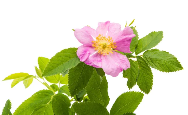 Wild rose bloem geïsoleerd — Stockfoto