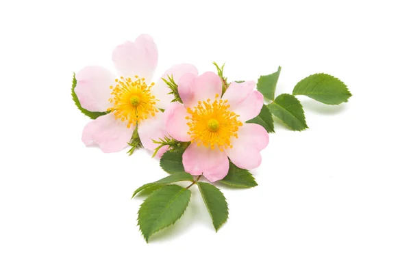 Wild rose flower isolated — Stock Photo, Image