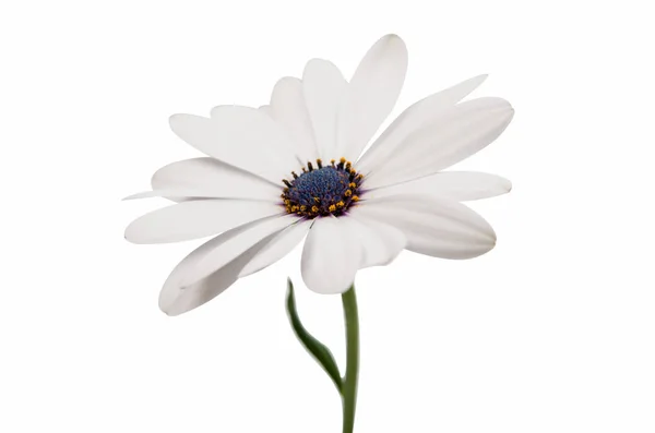 Osteosperumum çiçek papatya — Stok fotoğraf