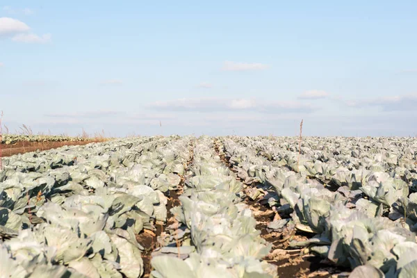 Cabbage growing on the farm — Stock Photo, Image