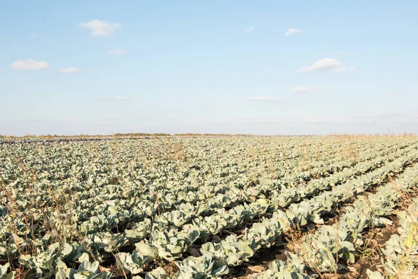 Cabbage growing on the farm — Stock Photo, Image