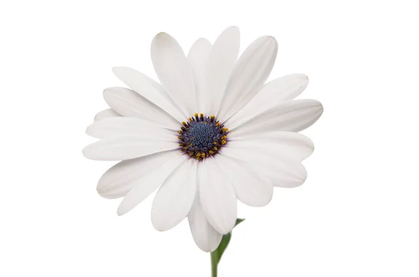Osteosperumum Flower Daisy — Stock Photo, Image