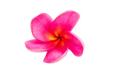 Pembe Plumeria izole 