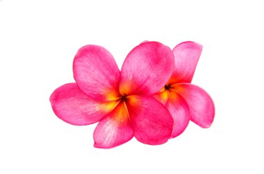 Pembe Plumeria izole 