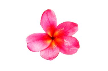 Pembe Plumeria izole 
