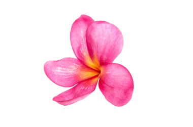 Pembe Plumeria izole 