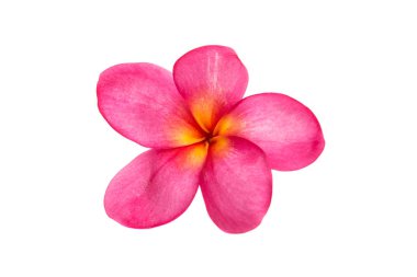 Pembe Plumeria izole 