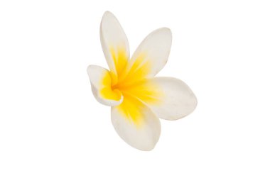 izole frangipani çiçek 