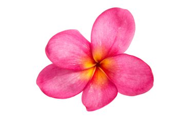 Pembe Plumeria izole 