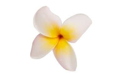 izole frangipani çiçek 
