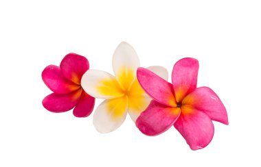 izole frangipani çiçek 