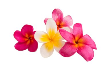 izole frangipani çiçek 