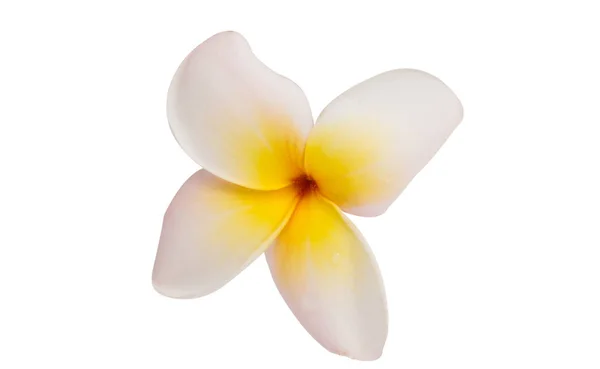 Frangipani fleur isolée — Photo