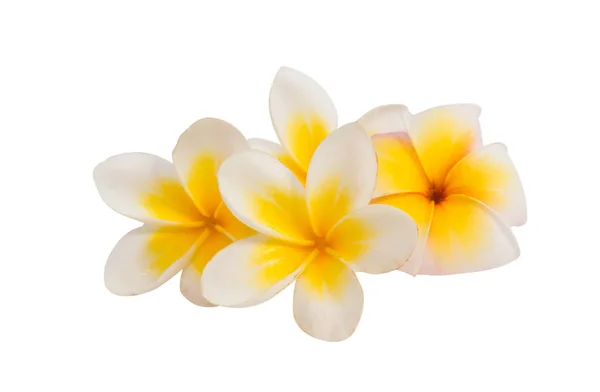 Цветок Франжипани изолирован — стоковое фото