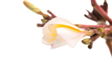 Frangipani çiçek tomurcuk 