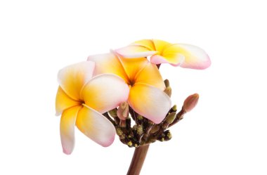 tropikal frangipani çiçek 